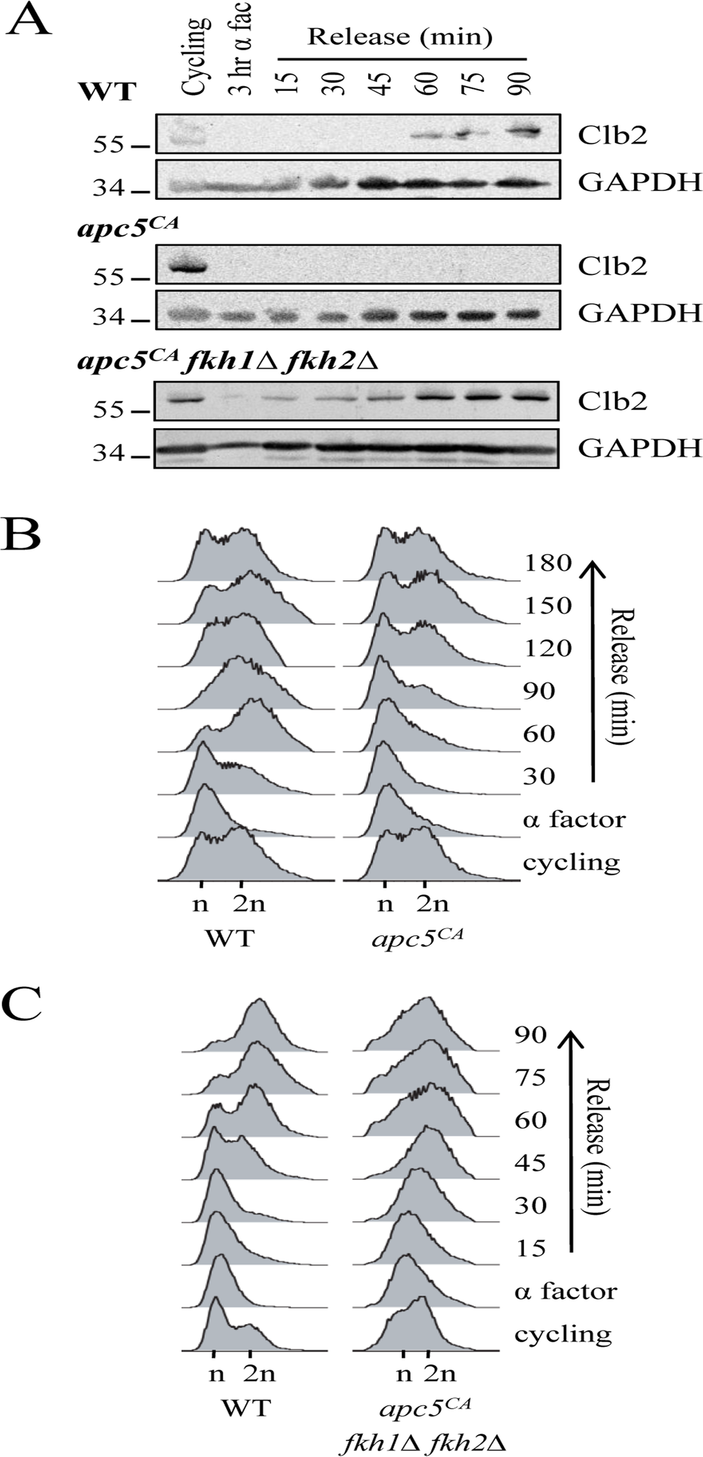 Removal of FKH1 and FKH2 re-establishes Clb2 synthesis and rapid cell cycle re-entry in apc5CA cells