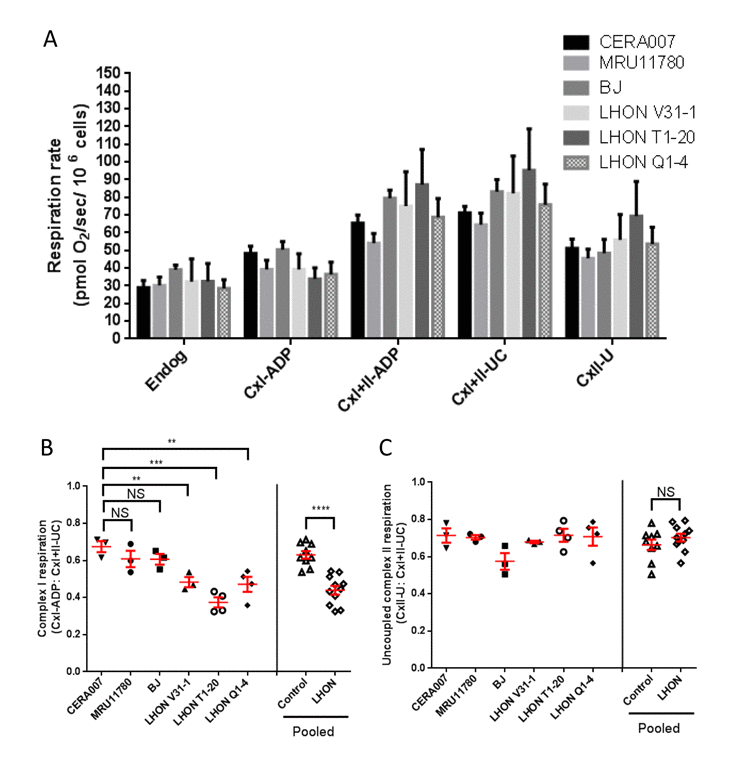 OXPHOS analysis of control and LHON fibroblasts