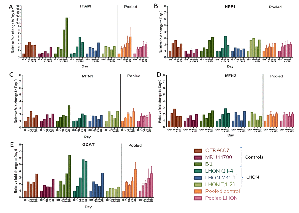 Expression of mitochondrial regulatory genes during reprogramming