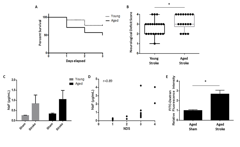 The effects of age on stroke outcome and the effects of stroke on gut permeability