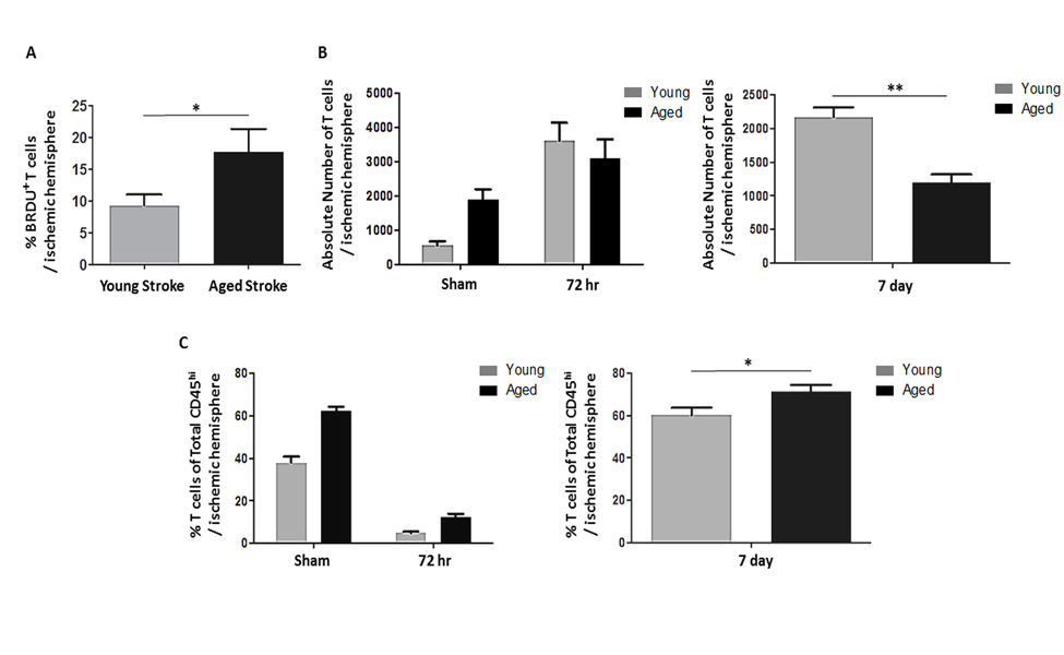 The effects of age and stroke on post-stroke lymphocyte infiltration into the brain