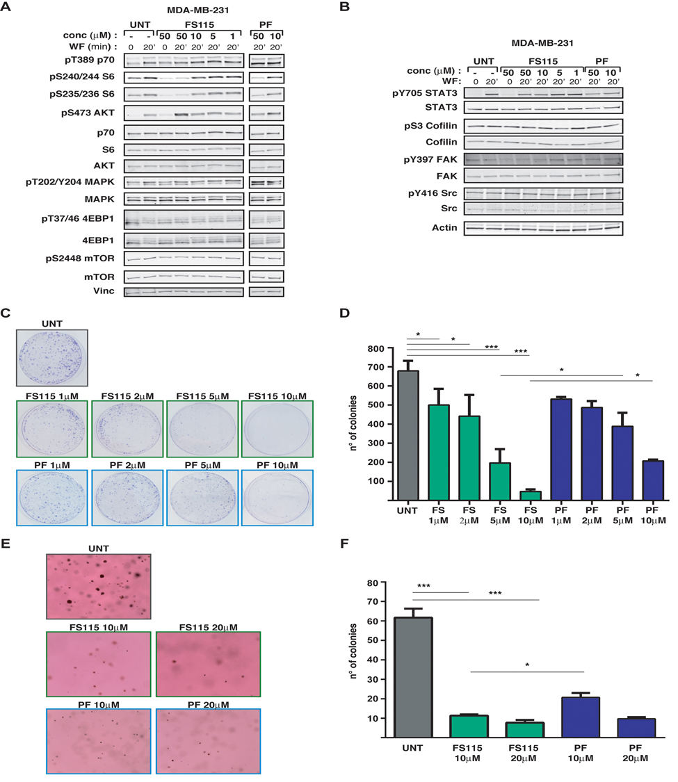 FS-115 efficiently suppresses p70S6K1 activity in MDA-MB-231 breast cancer cell line