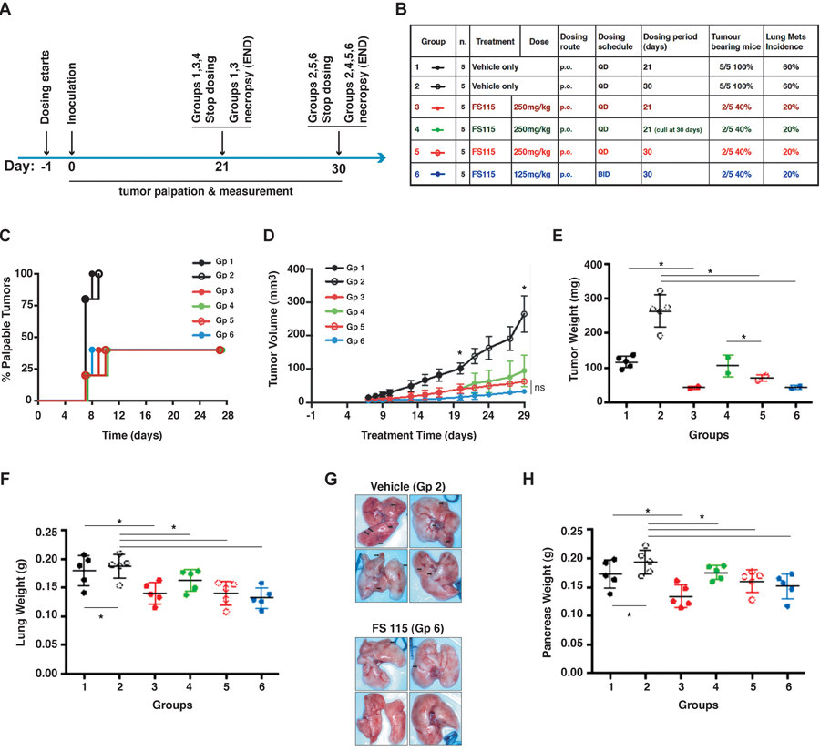 FS-115 reduces tumor take rate and growth