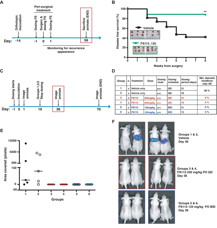 FS-115 suppresses breast cancer local recurrence and metastatic spread
