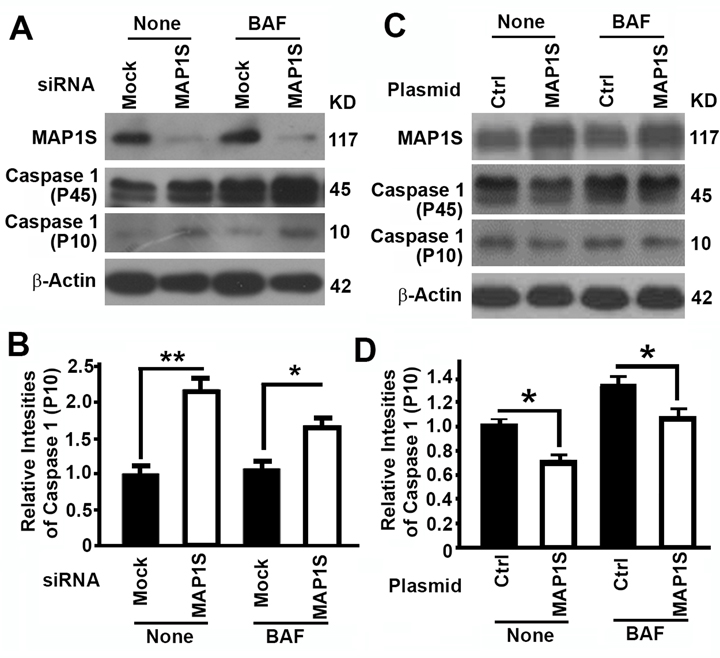 The impact of MAP1S on the levels of pyroptosis in HK2 cells