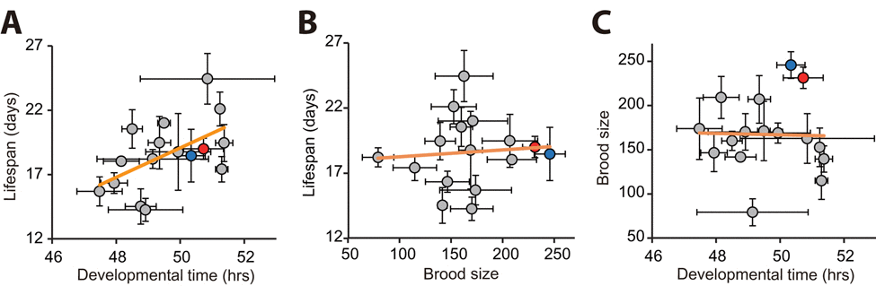 Correlation analysis among developmental time, brood size, and lifespan using populations of wild C. elegans strains