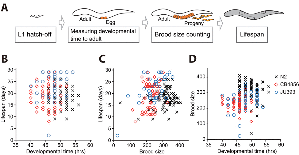 Correlation analysis among developmental time, brood size, and lifespan using individuals of isogenic wild C. elegans strains