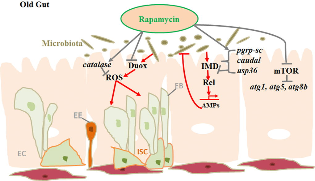 Model displaying gut homeostasis by rapamycin treatment in aging gut.