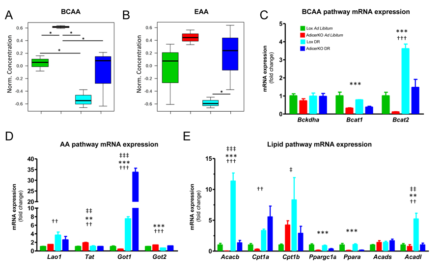 Metabolic changes in fat-specific Dicer knockout mice (AdicerKO)