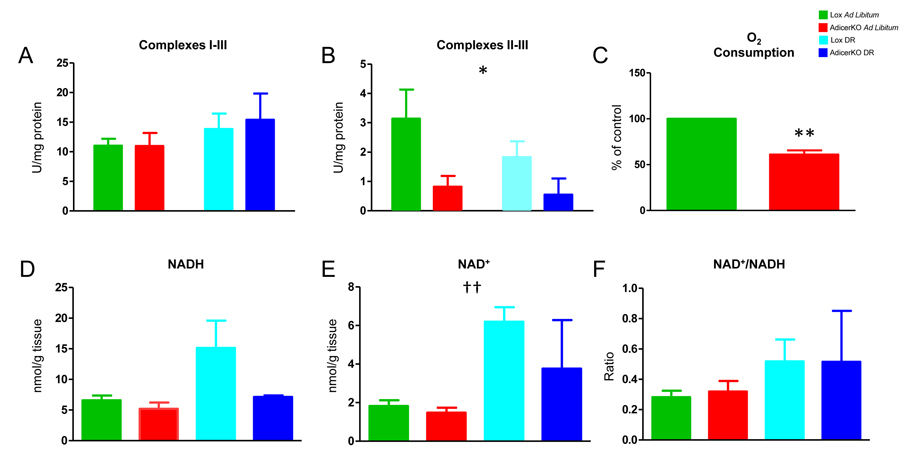 Respiration in white adipose tissue of AdicerKO mice