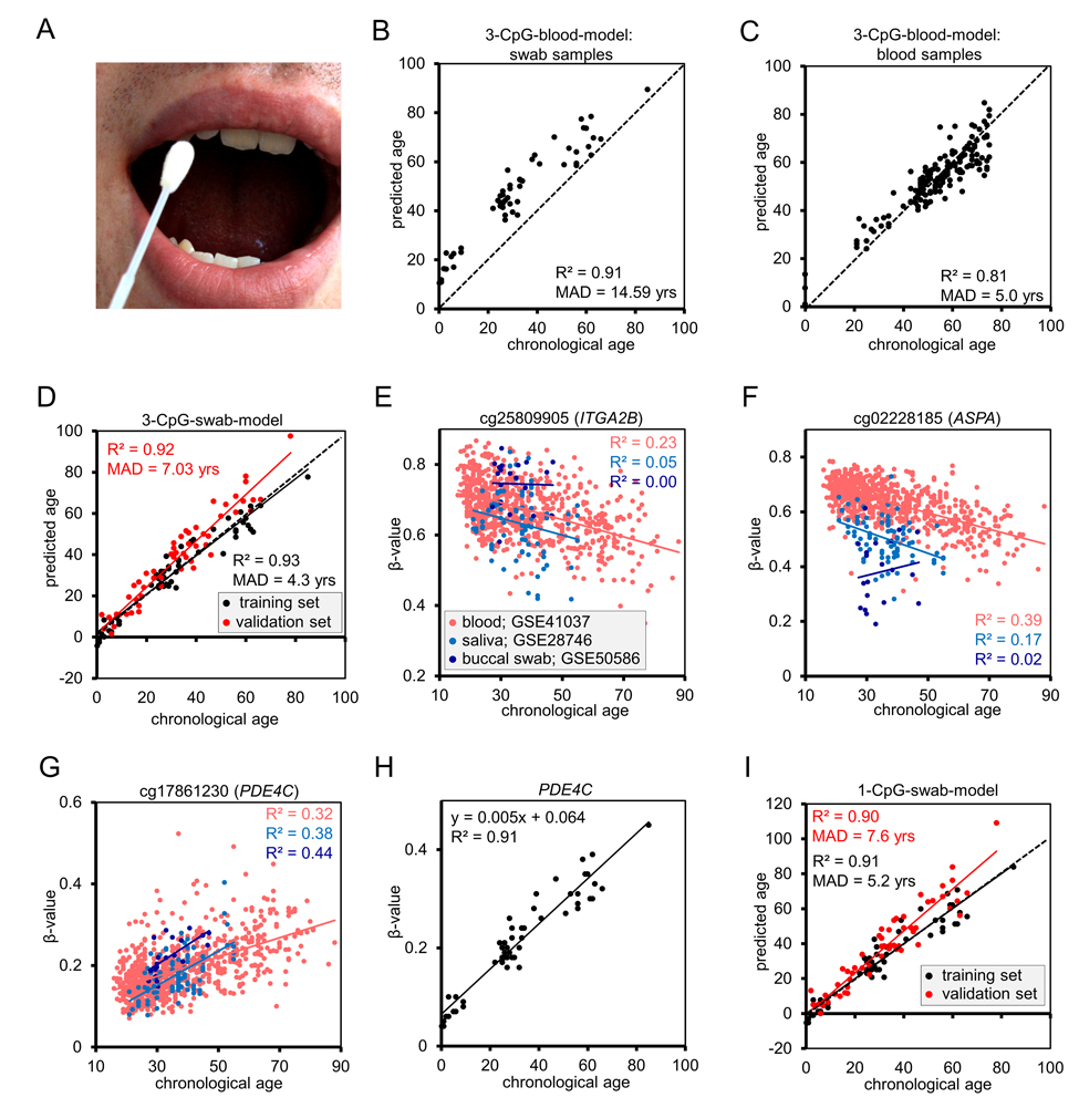 Epigenetic aging model for blood needs to be adjusted for buccal swabs