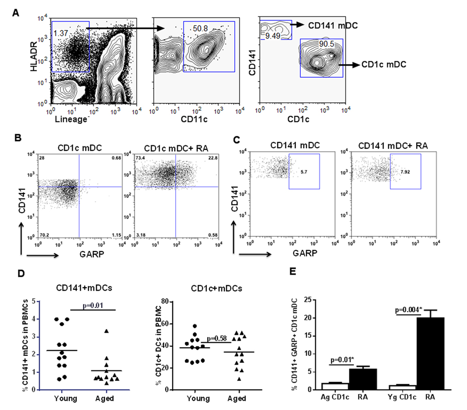 Circulating myeloid DCs (mDCs) display similar response to RA as monocyte derived DCs
