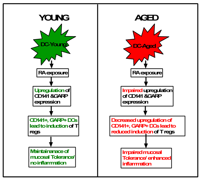 Flow chart representation of the main conclusions of the paper