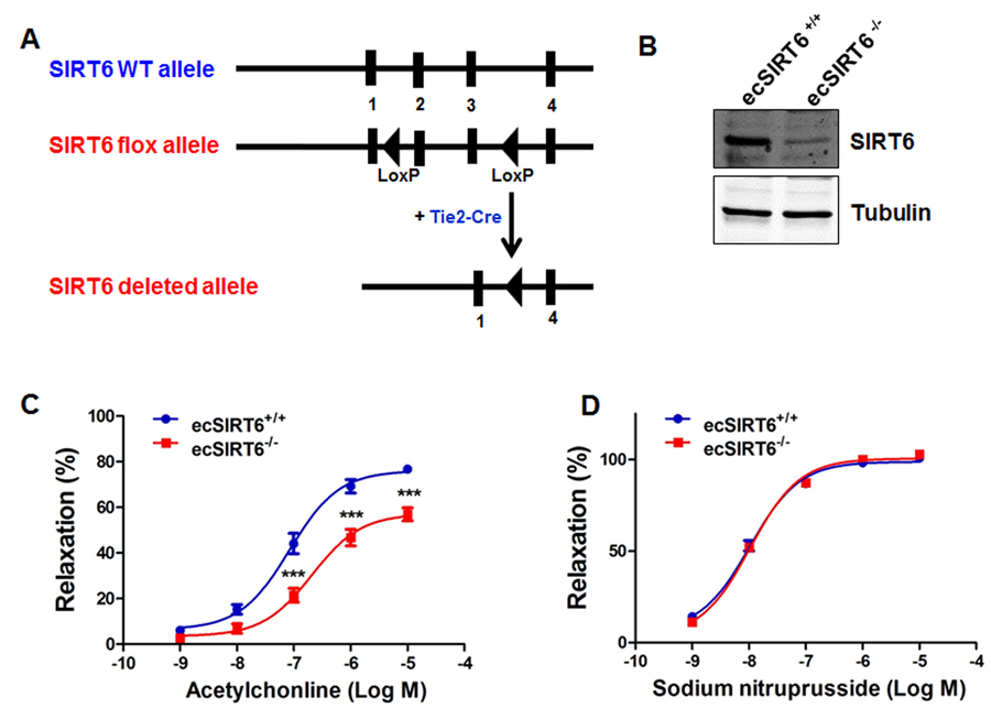 Endothelium-specific deletion of SIRT6 impairs endothelium-dependent relaxation