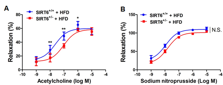 SIRT6 haploinsufficiency impairs endothelium-dependent vasorelaxation in mice fed high fat diet