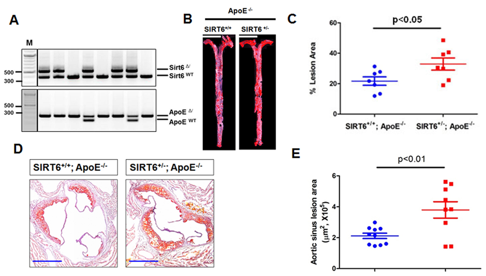 SIRT6 haploinsufficiency exacerbates atherogenesis in ApoE−/− mice