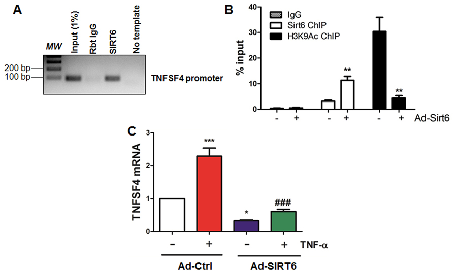 SIRT6 binds to and deacetylates H3K9 at TNFSF4 gene promoter
