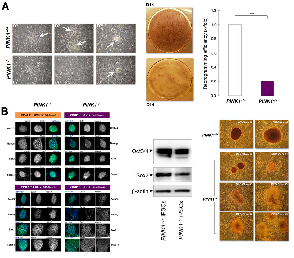 Mitophagy deficiency is a reprogramming barrier