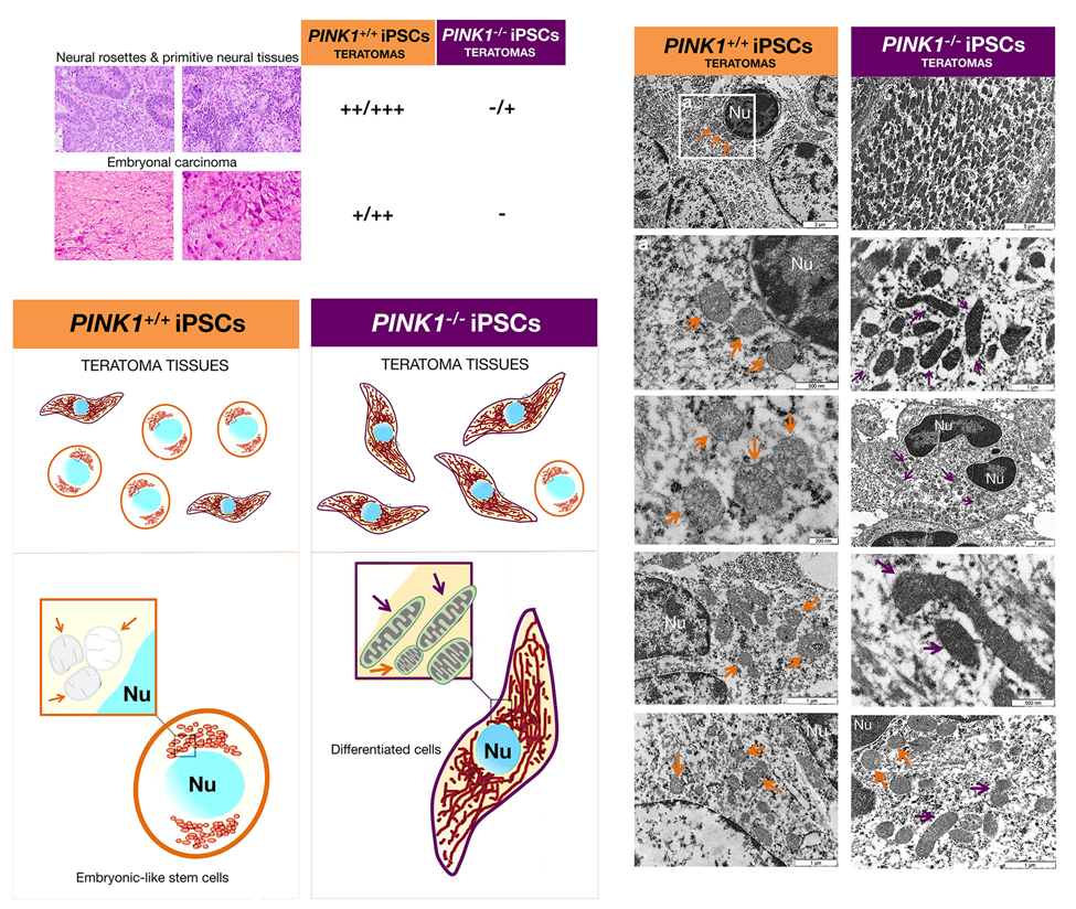 Mitophagy-deficient iPSC colonies are prone to direct differentiation in vivo