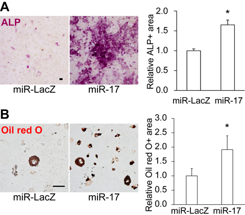 Overexpression of miR-17 restores the differentiation potential of old MSCs
