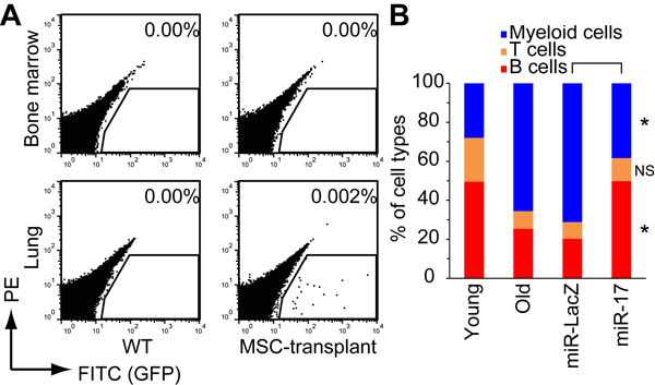 Restoration of lymphopoiesis by transplantation of miR-17-expressing old MSCs