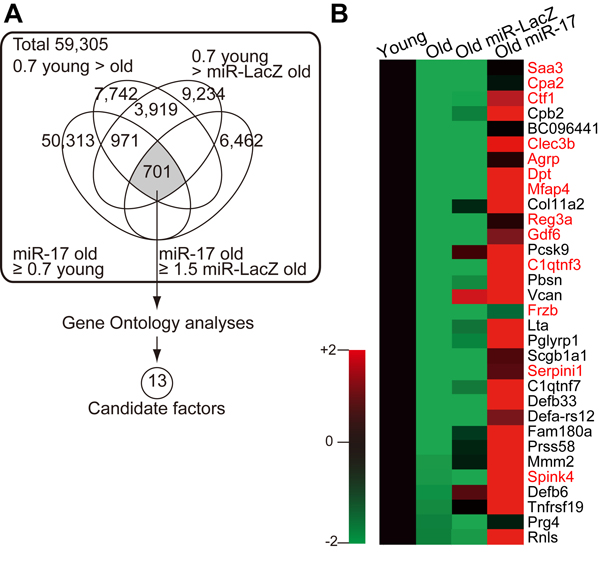 Age- and miR-17-dependent expression of MSC-secreted factors