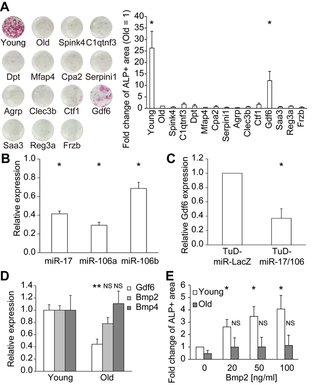 Identification of Gdf6 as an osteogenic factor derived from young MSCs