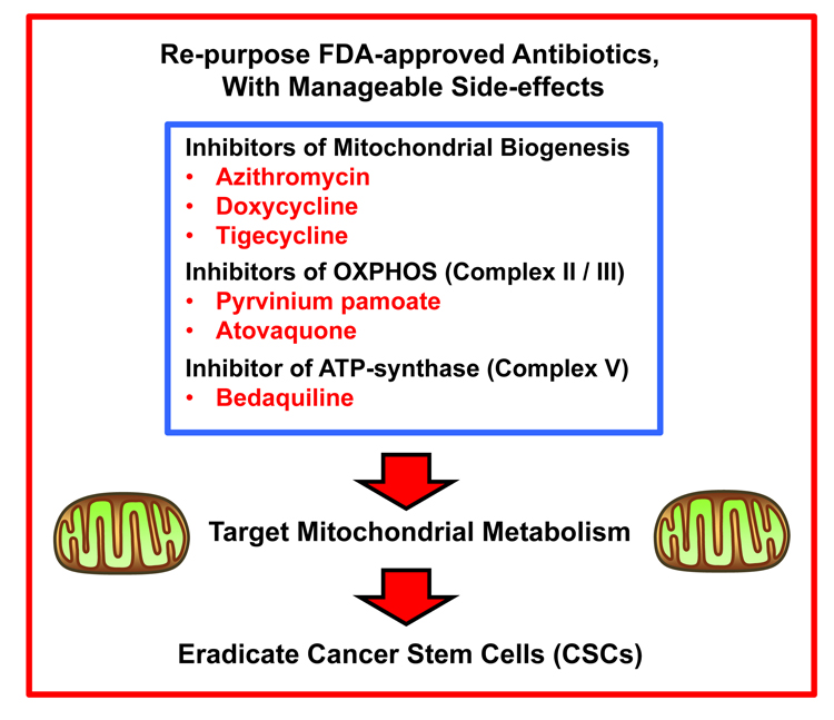 Summary: Overall strategy for repurposing FDA-approved antibiotics as anti-cancer agents for targeting mitochondria in CSCs