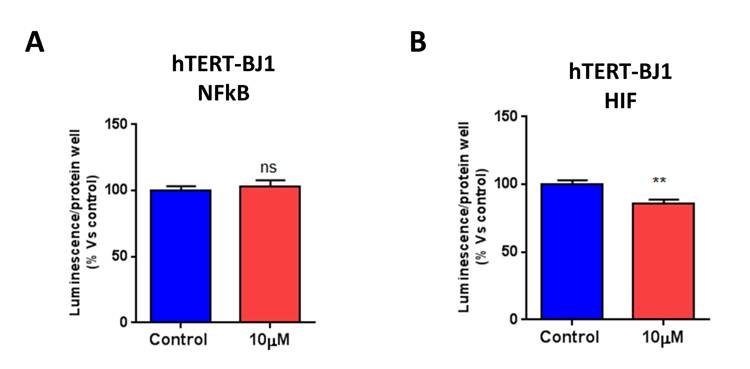 Bedaquiline does not stimulate a stress-response in normal fibroblasts