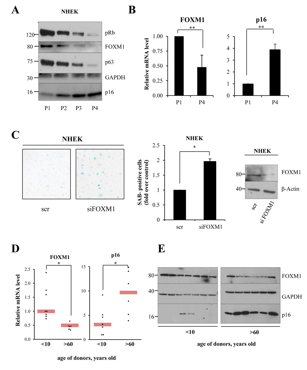 FOXM1 levels decrease during keratinocyte senescence