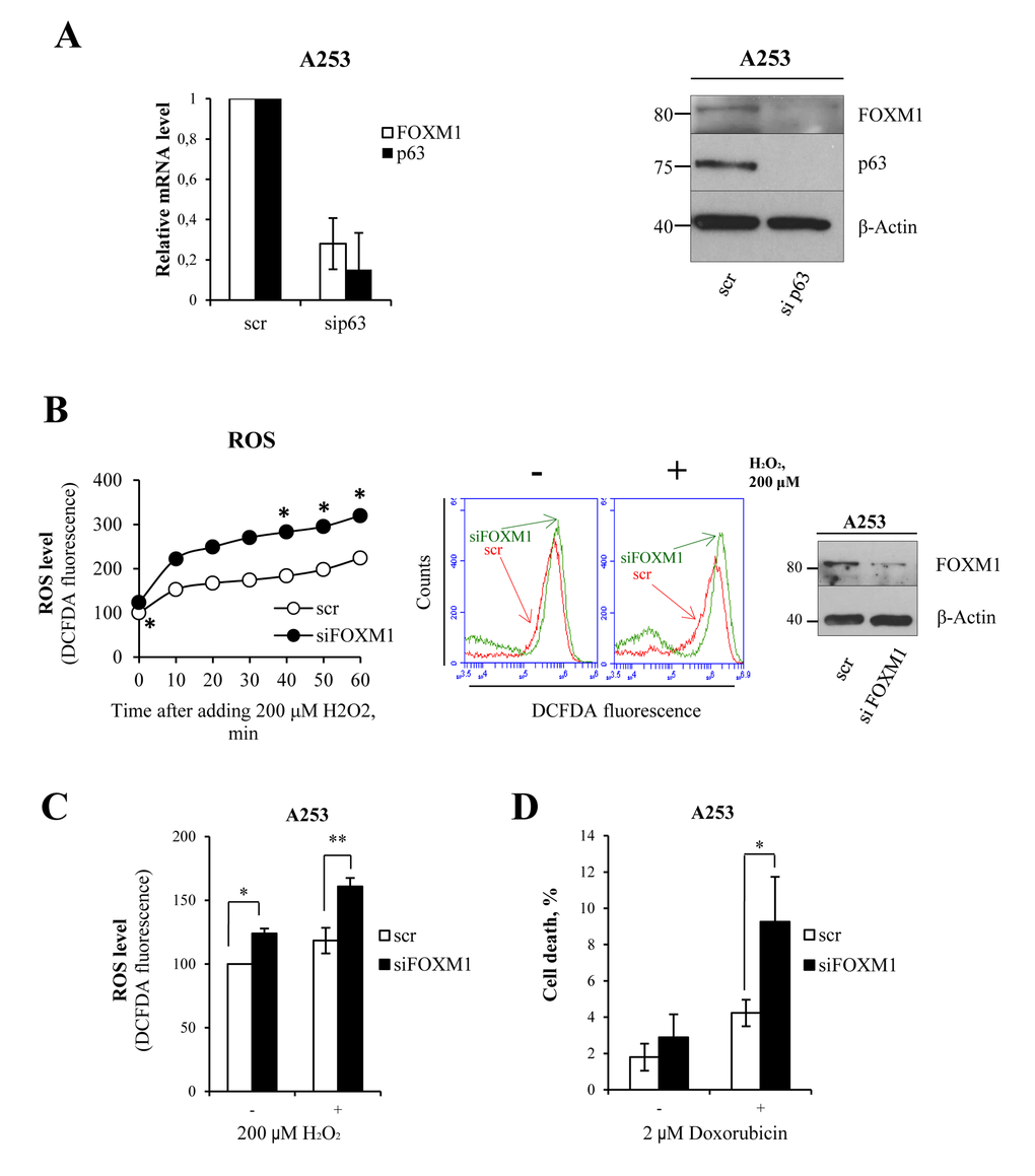 FOXM1 regulates oxidative stress in epithelial squamous cell carcinoma