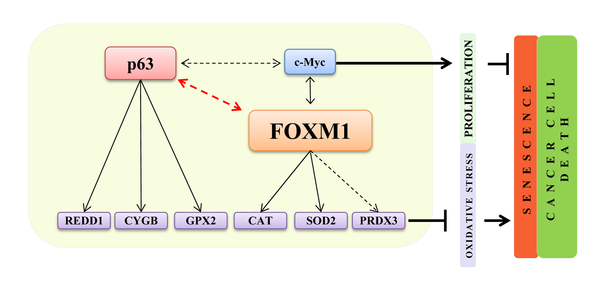 A FOXM1- and p63-dependent positive feedback loop