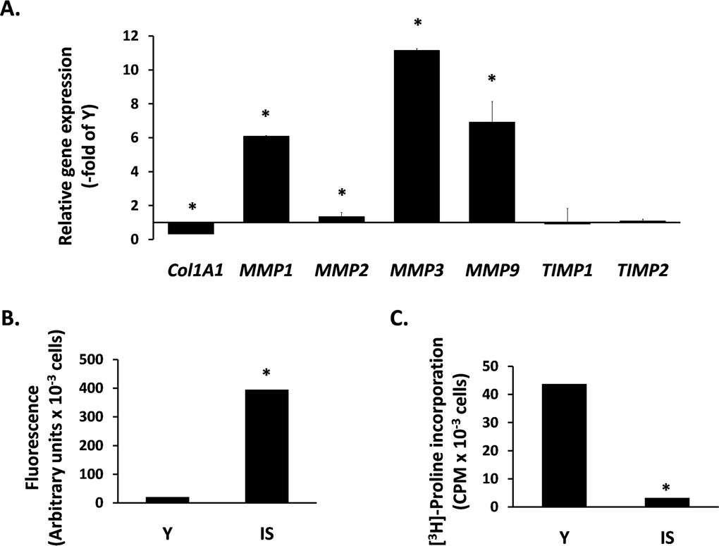 The catabolic phenotype of senescent human breast stromal fibroblasts