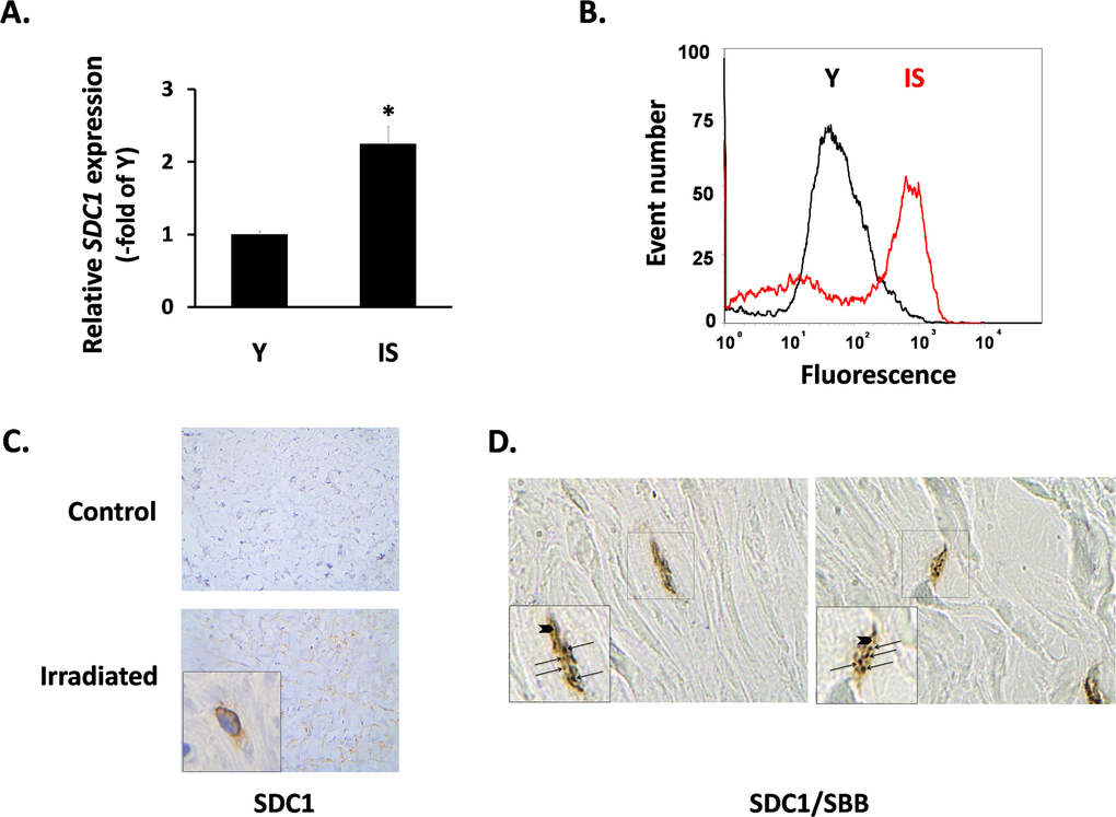 SDC1 expression in senescent human breast stromal fibroblasts in vitro and in vivo