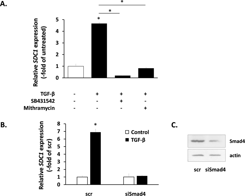 Signaling molecules responsible for SDC1 upregulation by TGF-β in human breast stromal fibroblasts