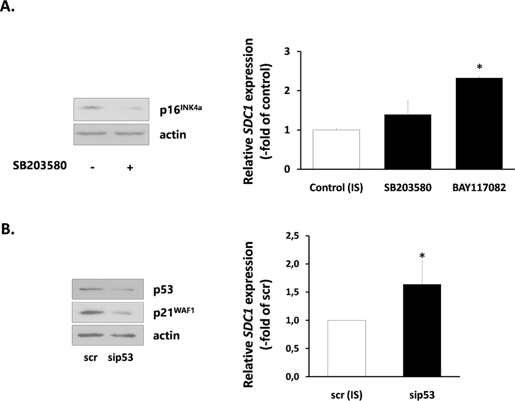 Signaling pathways implicated in SDC1 expression by senescent human breast stromal fibroblasts