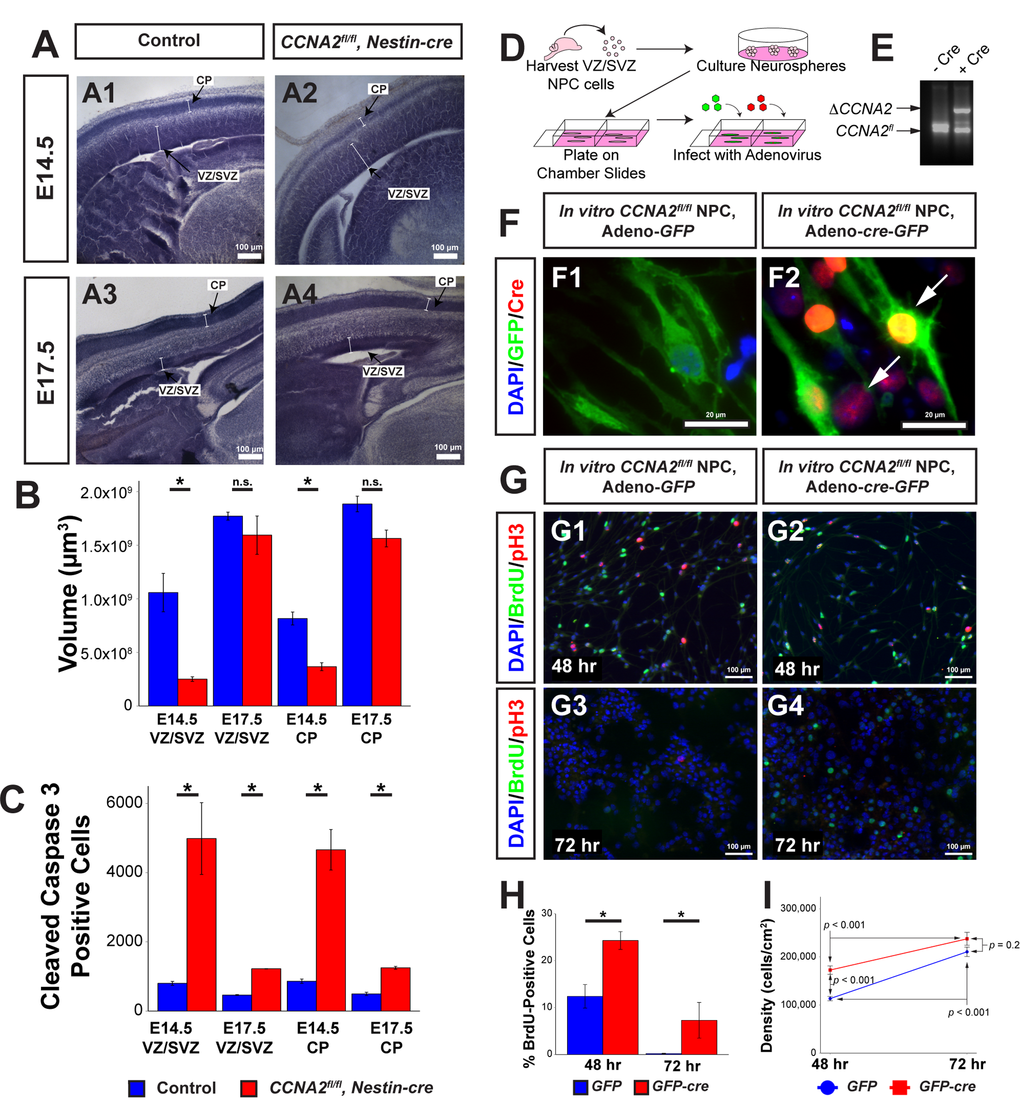 CCNA2 Loss delays embryonic forebrain development. (A) Representative low-magnification images used for unbiased stereology quantification. The VZ/SVZ and CP are noted by arrows. Experimental conditions are indicated above. (B) Total VZ/SVZ and CP volume. At E14.5, the volumes of both structures in CCNA2fl/fl, Nestin-cre animals were significantly reduced compared to controls. At E17.5, there was no statistical difference between groups. Quantifications represent Cavalieri unbiased stereology analysis of the entire brain. The y-axis is volume of the VZ/SVZ or CP. Unpaired t-test, * = p C) Total apoptotic cells in the VZ/SVZ and CP. At both ages, there was a significant increase in apoptosis in both structures. Quantifications represent Optical Fractionator unbiased stereology analysis of the entire brain at 100x magnification. The y-axis is total number of cleaved caspase 3-positive cells in the VZ/SVZ or CP. Unpaired t-test, * = p D) Schematic of neural progenitor cell culture. Neural progenitors from the VZ/SVZ were dissected from P5 CCNA2fl/fl pups and cultured as neurospheres. Neurospheres were dissociated and infected with adenovirus encoding cre and GFP to excise CCNA2, or adenovirus encoding GFP only as a control. (E) CCNA2fl/fl ablation in vitro. DNA from infected cells was amplified by PCR. Alleles represented by each band are indicated on the left, and Cre condition is above. (F) Cells were stained for GFP and Cre recombinase. Infection of neural progenitor cells results in >90% infection. Arrows indicate Cre-positive cells in F2. (G) Cells were infected as shown in (F). Cells were pulsed with BrdU for 30 minutes before fixation 48 and 72 hours after plating. The proportion of BrdU and pH3-positive cells was increased in CCNA2-null cells. (H) Quantification of BrdU-positive cells 48 and 72 hours after plating. The x-axis is time after plating, and the y-axis is the percentage of cells that incorporated BrdU. Unpaired t-test, * = p I) Quantification of cell density 48 and 72 hours after plating. Forty-eight hours after plating, CCNA2-null cells were less dense. There was no statistical difference between CCNA2-null and control cells 72 hours after plating. ANOVA with Tukey’s HSD, p values are noted on the plot. These data support that CCNA2-null neural stem cells are capable of reaching the carrying capacity of their respective stem cell niches. The x-axis is time after plating, and the y-axis is cell density. Error bars for all graphs represent standard errors of the mean (s.e.m.).