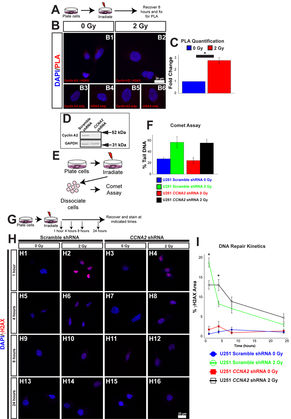 γH2AX is located at foci of DNA damage. (A) Schematic of experiment in (B) and (C). U251 cells were irradiated with 2 Gy. 8 hours after irradiation, cells were processed for PLA. (B) Association between Cyclin A2 and γH2AX. Positive PLA signals manifest as punctate foci in the nucleus. Single-labeled controls are presented below. Experimental conditions are indicated above, molecular markers are color-coded on the left. Antibodies used are indicated in each image. (C) Quantification of (B). The y-axis is fold-change of PLA signals induced by radiation. 2 Gy induces associations between γH2AX and Cyclin A2 approximately 3-fold. Unpaired t-test, * = p D) Silencing of CCNA2 by shRNA confirmed by western blotting. (E) Schematic of comet assay. (F) Equivalent DNA damage after treatment with X-rays in CCNA2-silenced U251 cells. Comet assay was performed on cells with CCNA2 or scramble shRNA after treatment with 2 Gy X-rays. We did not observe a significant change in DNA damage (ANOVA, n=2). The y-axis shows percentage of DNA found in the tail of each comet. (G) Schematic of experiment in (H) and (I). U251 cells encoding either CCNA2-targeting or scrambled shRNA were irradiated with 2 Gy or mock-treated. Cells were allowed to recover and fixed the times indicated then stained for Rad51 and γH2AX. (H) Silencing CCNA2 reduces phosphorylation of H2AX after 2 Gy and slows DNA repair rates as measured by γH2AX signal as a percentage of the nuclear area. (I) CCNA2-silenced cells display decreased phosphorylation of H2AX and delayed DNA repair. The x-axis is the time after irradiation, and the y-axis is the area of each nucleus with γH2AX signal. ANOVA with Tukey’s HSD, * = p CCNA2 and scramble shRNA, n=3 independent experiments, 46-55 total cells per condition. Error bars for all graphs represent s.e.m.