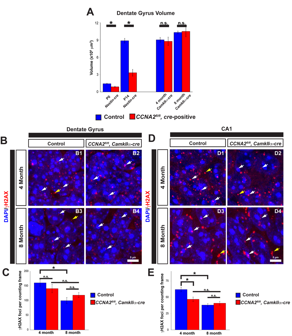 Cyclin A2 loss impairs hippocampal development. (A) Cavalieri estimations of the size of the dentate gyrus were performed in CCNA2fl/fl, Nestin-cre brains at P0 or P14, and in CCNA2fl/fl, CamkIIa-cre brains at 4 months or 8 months of age. The y-axis is volume of the dentate gyrus. Age and cre-driver are indicated below. Unpaired t-test, * = p B, D) Cryosections of brains were stained for γH2AX as in Fig. 7 and foci counted in the dentate gyrus (B) or CA1 layer in 50x40 μm counting frames (D). White arrows represent γH2AX foci in the nucleus, yellow arrows represent background staining that was not counted. (C, E) Quantification of γH2AX in the dentate gyrus (C) or CA1 layer (E). The y-axis is γH2AX foci per counting frame. ANOVA with Tukey’s HSD, * = p 