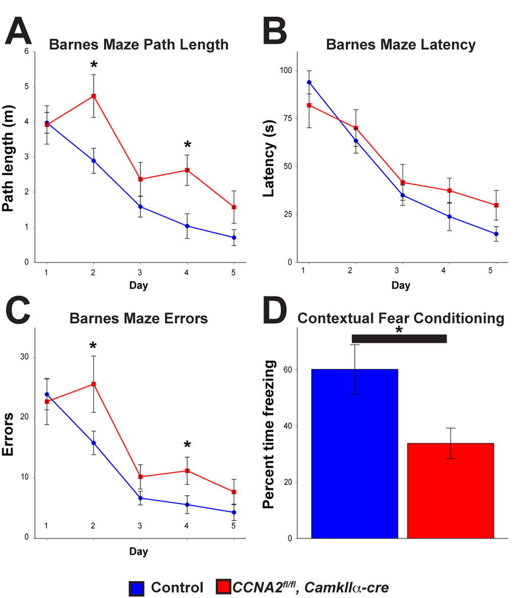 Cyclin A2 loss in the hippocampus leads to deficits in learning and memory.CCNA2fl/fl, CamkIIα-cre mice and control CCNA2-intact mice were subjected to a battery of behavioral tests. (A-C) Barnes maze path length, latency, and errors, respectively. The x-axis is testing day. The y-axis is path length (A), total time to escape (B), and total errors during the test (C). CCNA2fl/fl, CamkIIα-cre mice performed worse in the Barnes maze than did control mice. Mixed model ANOVA with post-hoc t-test, * = p CCNA2fl/fl, CamkIIα-cre mice. (D) Mice were subjected to a fear conditioning test. CCNA2fl/fl, CamkIIα-cre mice showed less of a response to contextual clues during the test. The y-axis is percent of the test time the mouse spent in the “frozen” fear response state. Error bars for all graphs represent s. e. m.