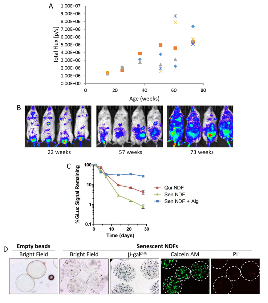 SC implantation in vivo