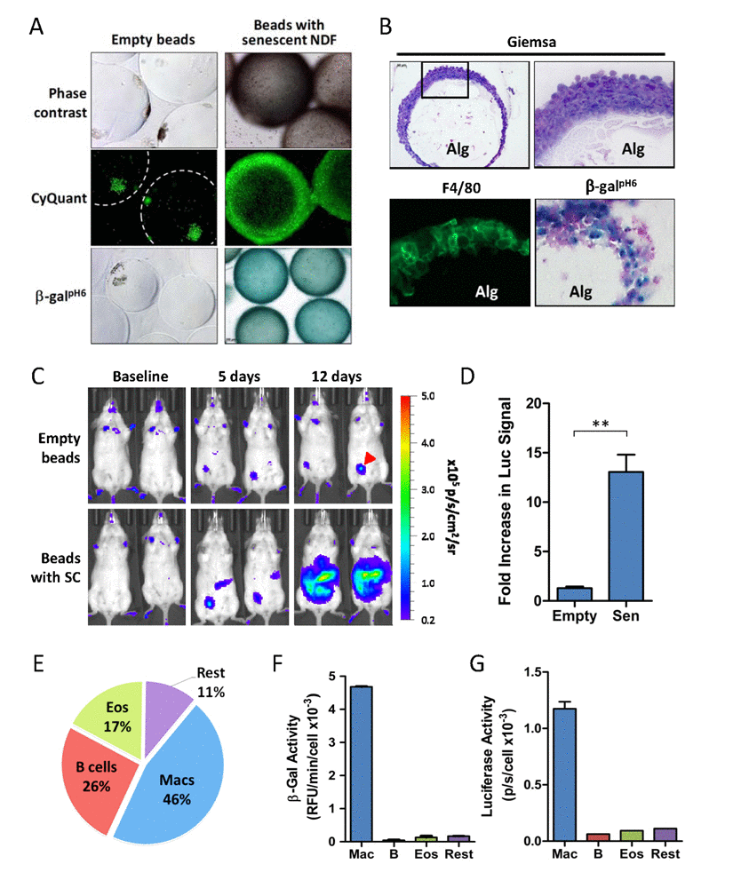 Accumulation of β-galpH6- and p16(Ink4a)-positive immunocytes in response to SC implantation