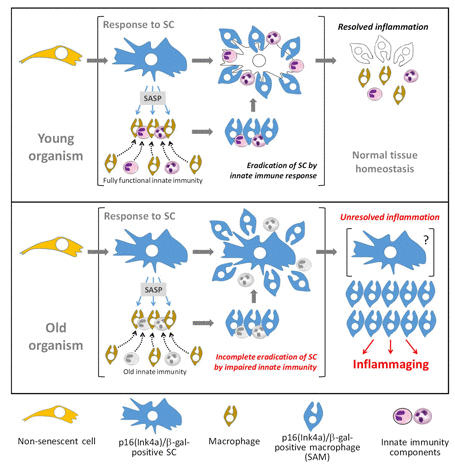 Schematic of hypothetical model of in vivo accumulation of p16(Ink4a)/β-galpH6-positive cells in naturally aged organisms