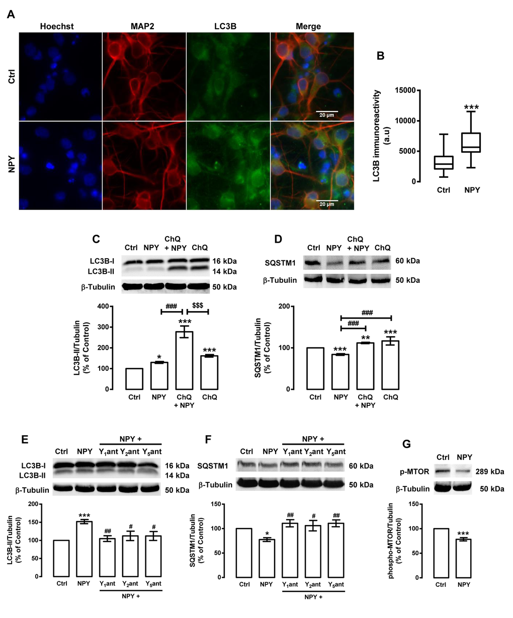 NPY increases autophagy in rat cortical neurons. Primary rat cortical neurons were exposed to NPY (100 nM) for 6 h. Untreated cells were used as control (Ctrl). (A) LC3B distribution was assessed by immunocytochemistry assay, as described in Materials and Methods. Cells were immunolabeled for LC3B (green) and MAP2 (red, neurons). Nuclei were stained with Hoechst 33342 (blue). Figures are representative of three independents experiments. Scale bar, 20 μM. (B) Quantification of the number of LC3B puncta immunoreactivity (green) per cell in each condition (>20 cells per group). ***pC-G) Cells were incubated with chloroquine (ChQ, 100 μM) (C and D), or with Y1 receptor antagonist BIBP3226 (Y1ant, 1 μM), Y2 receptor antagonist BIIE0246 (Y2ant, 1 μM) or Y5 receptor antagonist L152,800 (Y5ant, 1 μM) (E and F), 30 min before NPY (100 nM) . Whole cell extracts were assayed for LC3B-II (C and E), SQSTM1 (D and F), phospho-MTOR (p-MTOR) (G) and β-tubulin (loading control) immunoreactivity through Western blotting analysis, as described in Materials and Methods. Representative Western blots for each protein are presented above each respective graph. The results represent the mean ± SEM of, at least, five independents experiments, and are expressed as percentage of control. *p#p##p###p$$$p