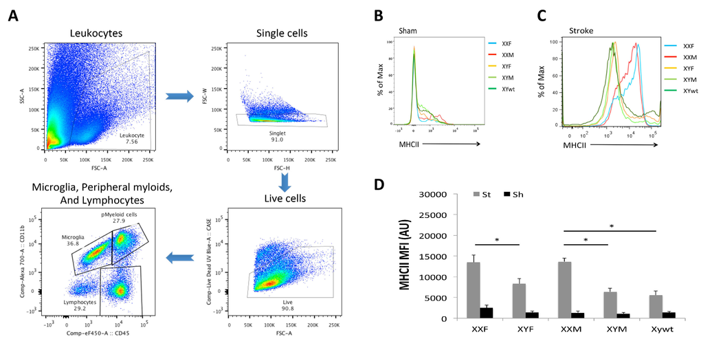 Microglial responses after stroke