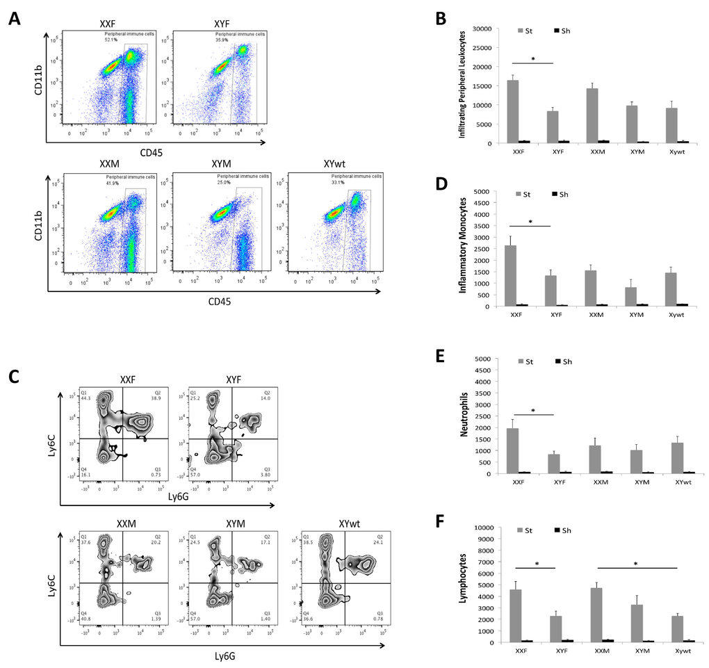 Infiltrating leukocytes in ischemic brains