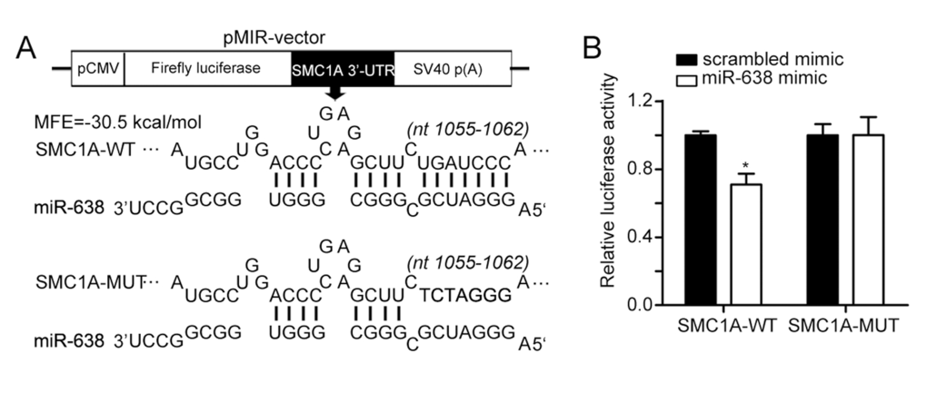 SMC1A is a target of miR-638