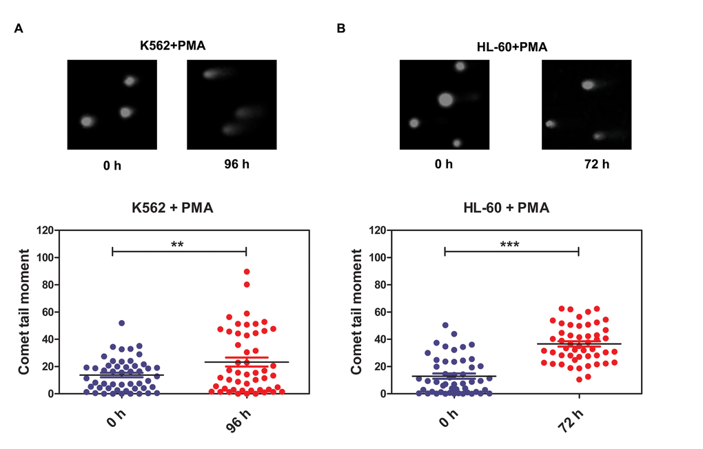 DNA damage repair ability is reduced in terminally differentiated cells