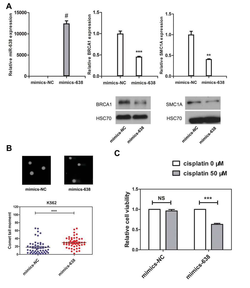 The overexpression of miR-638 in K562 cells impedes DNA damage repair ability and increases the cellular sensitivity to cisplatin