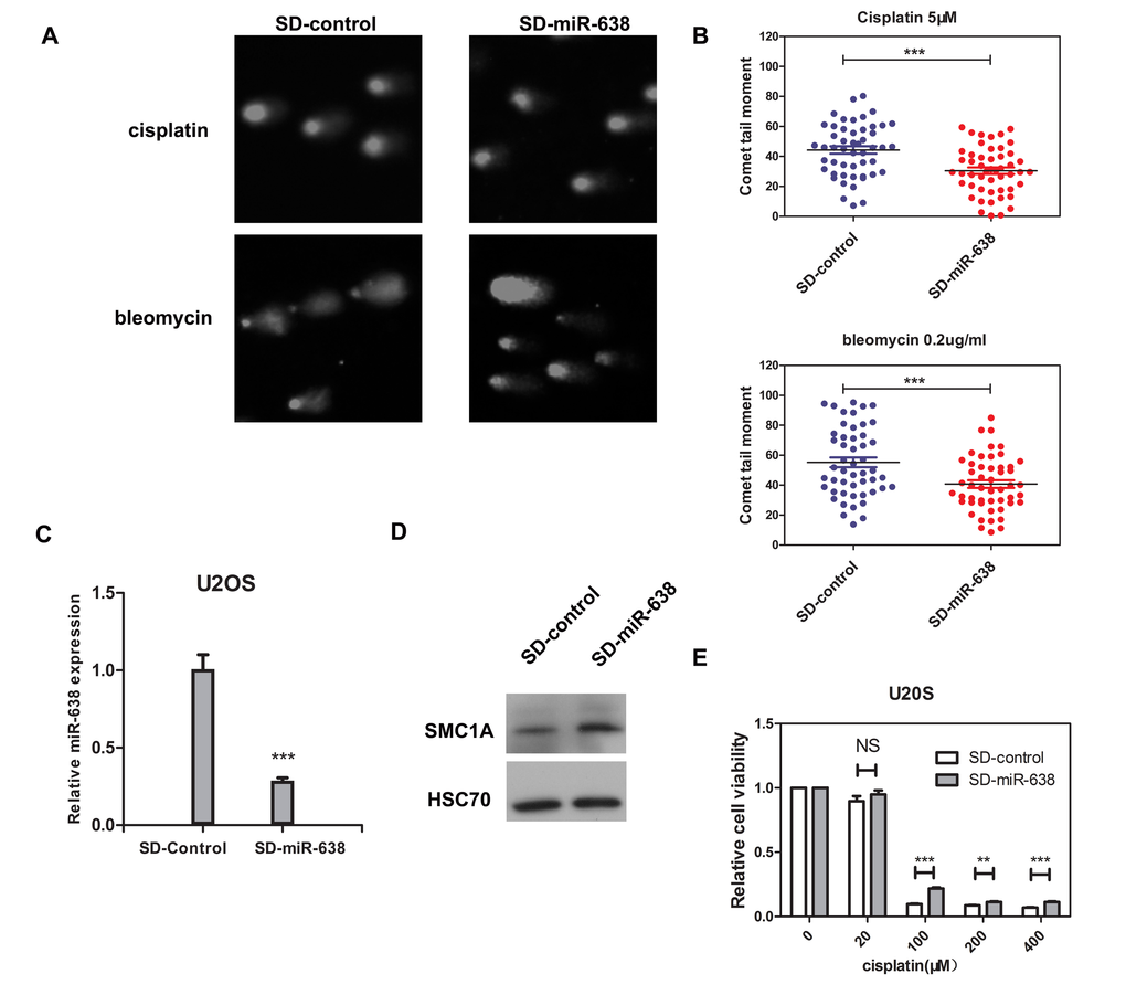 The down-regulated miR-638 in U2OS cells enhances DNA damage repair ability and reduces the cellular sensitivity to cisplatin